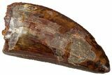 Serrated Carcharodontosaurus Tooth - Excellent Quality #329933-1